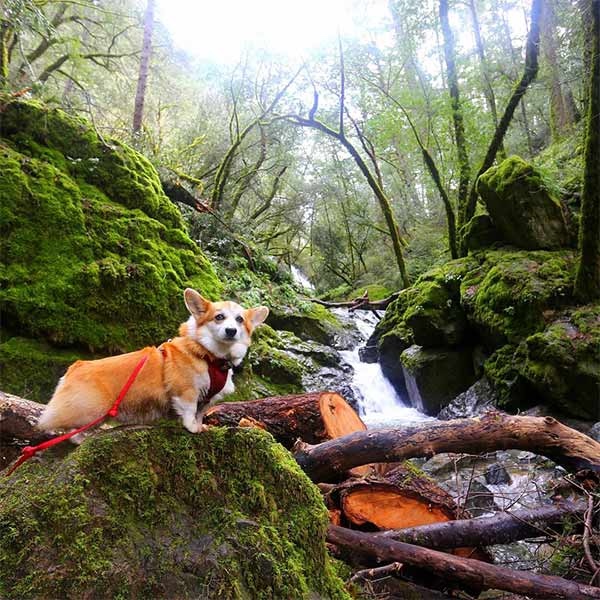 Yuki at Cataract Falls. Photo by @itazurayukithecorgi.