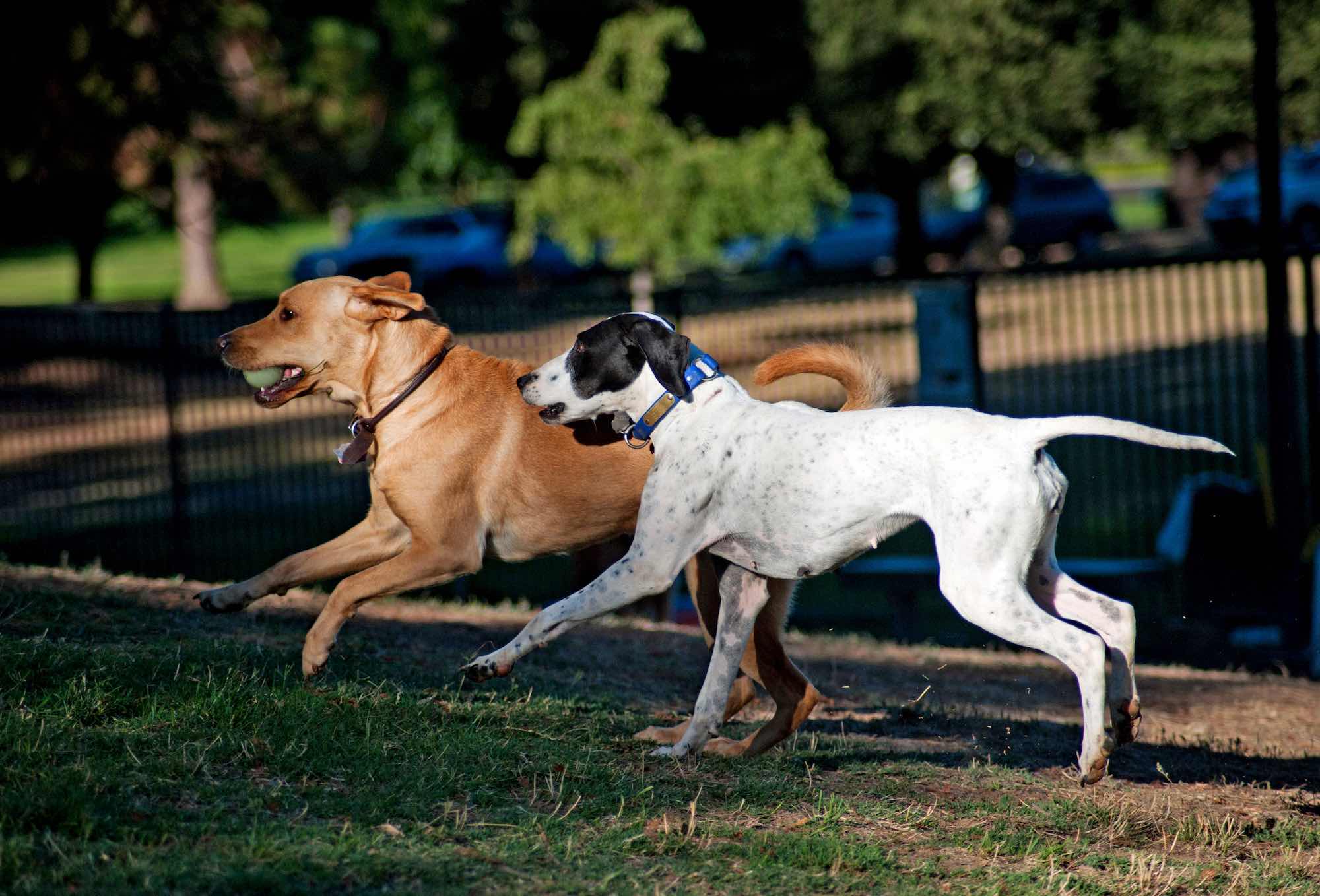 Bonnie plays with friend at Partner Park. Photo by Janet Fullwood.
