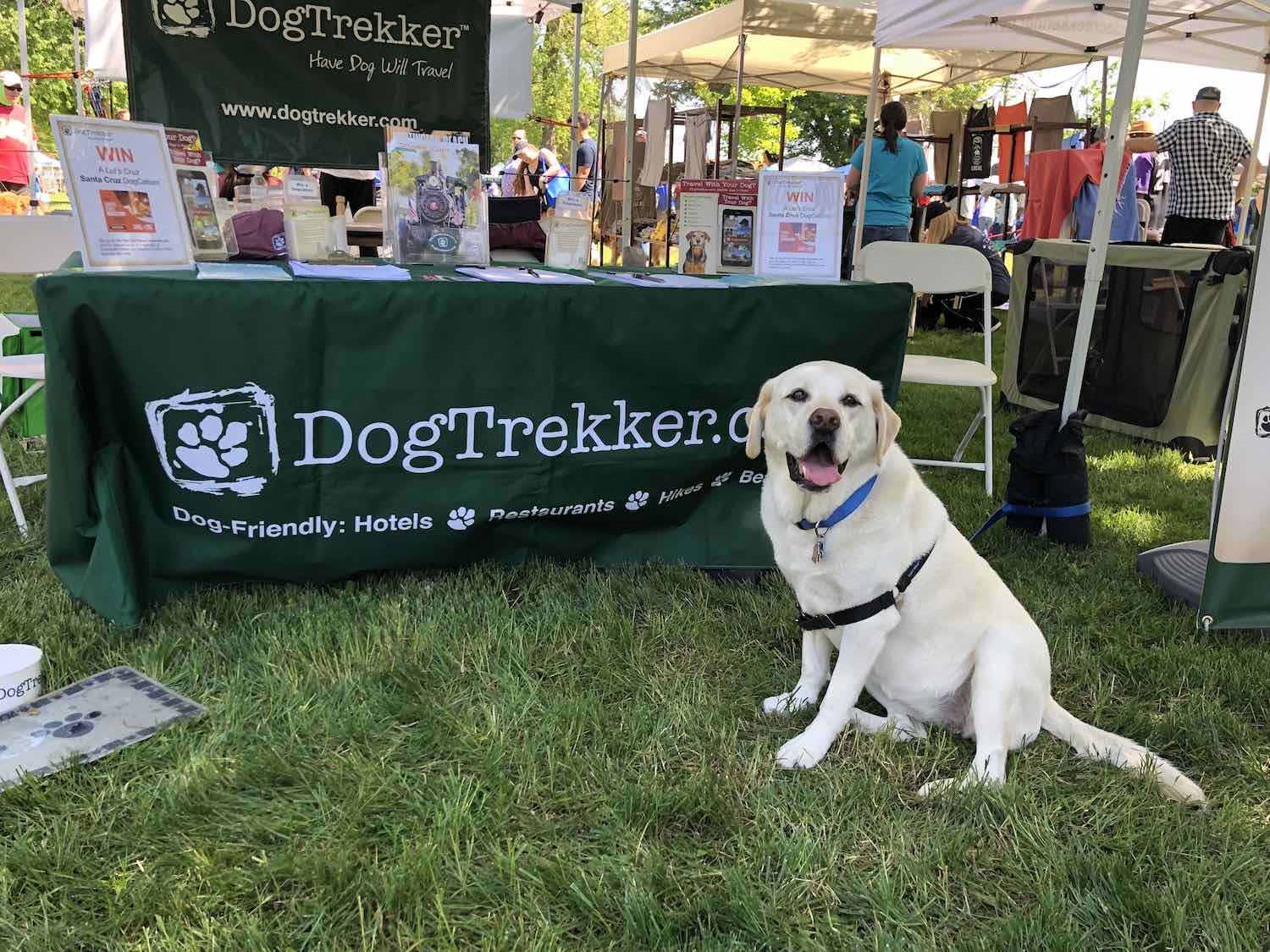 Maya at 2019 Doggy Dash. Photo by Dave Kendrick.