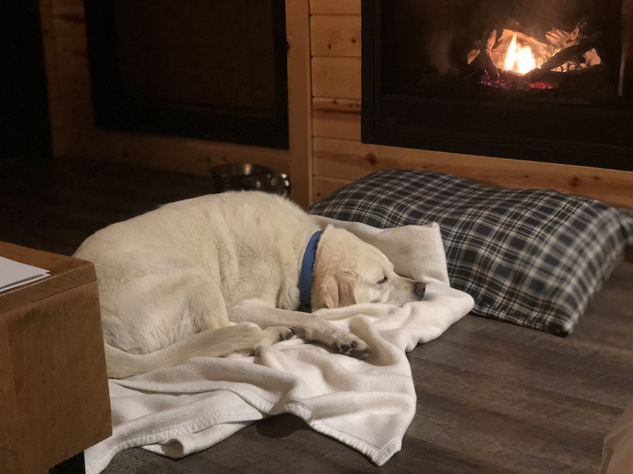 Maya resting in an Explorer Cabin after a hike on the Tenaya Loop Trail. Photo by Dave Kendrick.