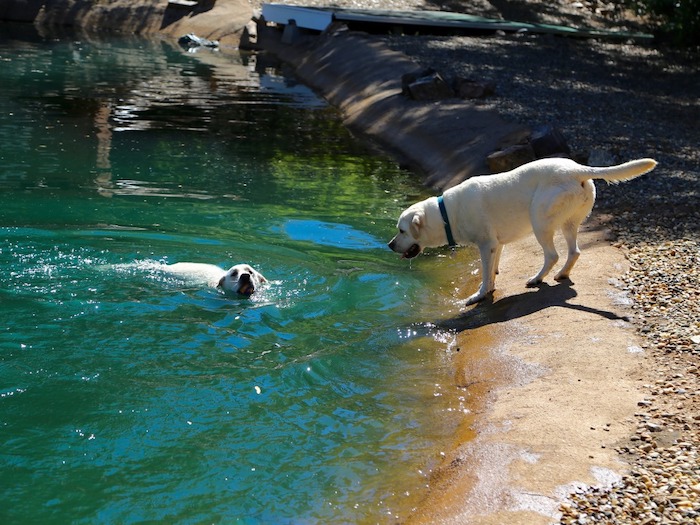 Maya and Cody take a swim at Dog & Pony Ranch. Photo by Dave Kendrick.