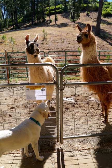 Maya checks out the llamas at Dog & Pony Ranch. Photo by Dave Kendrick.