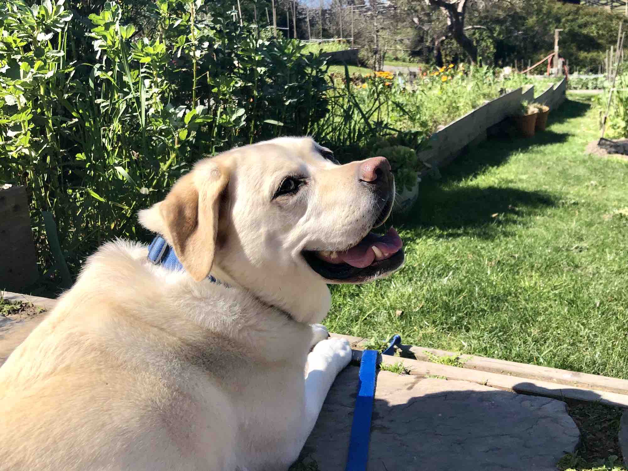 Maya hanging out in the garden. Photo by Dave Kendrick.