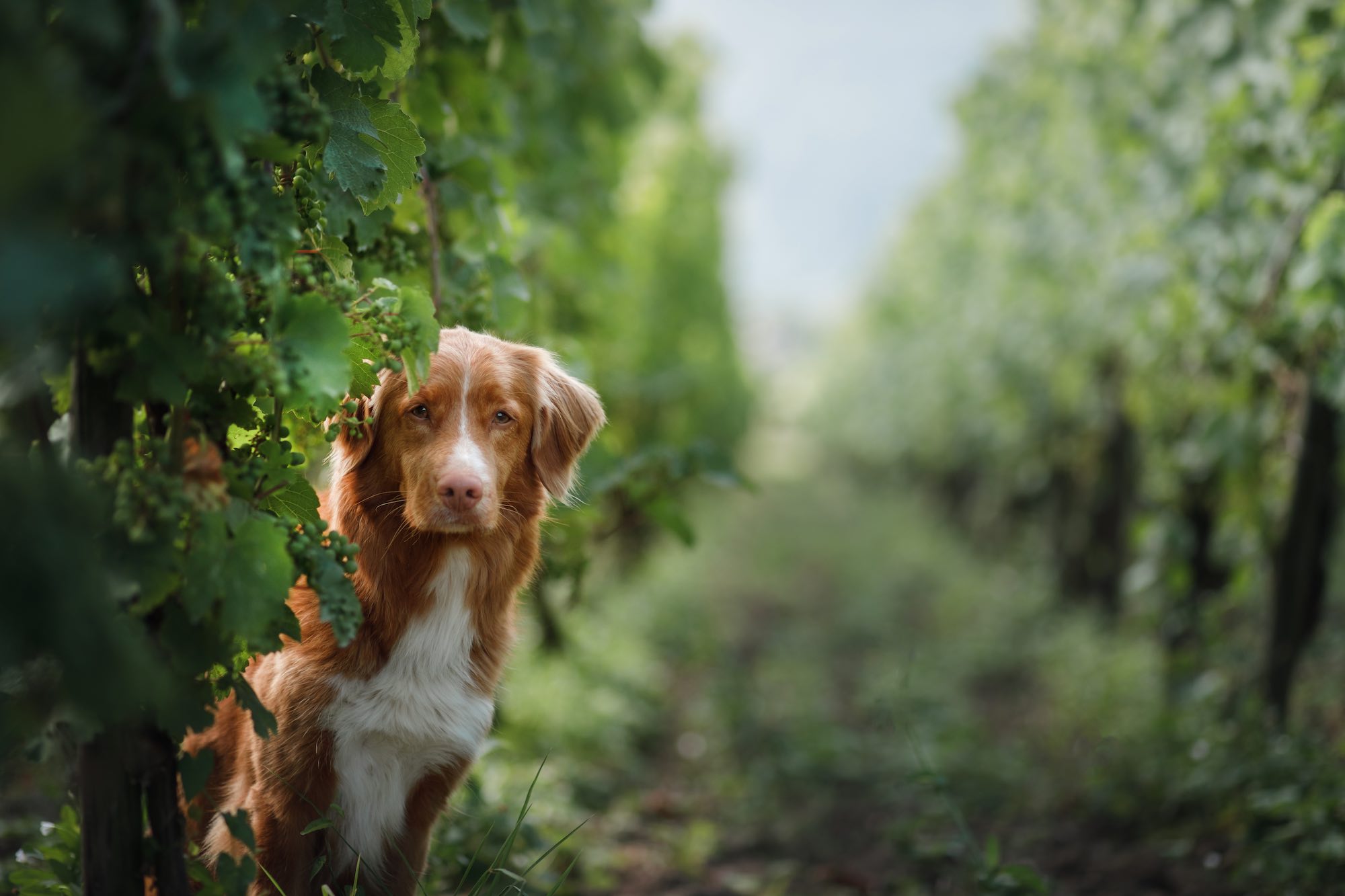 Wine Country dog.