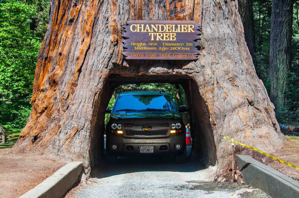 Chandelier Drive-Thru Tree