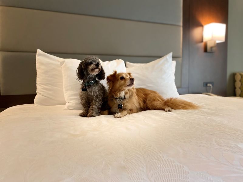 Best Western Plus loves dogs. Photo by Visit Gilroy.