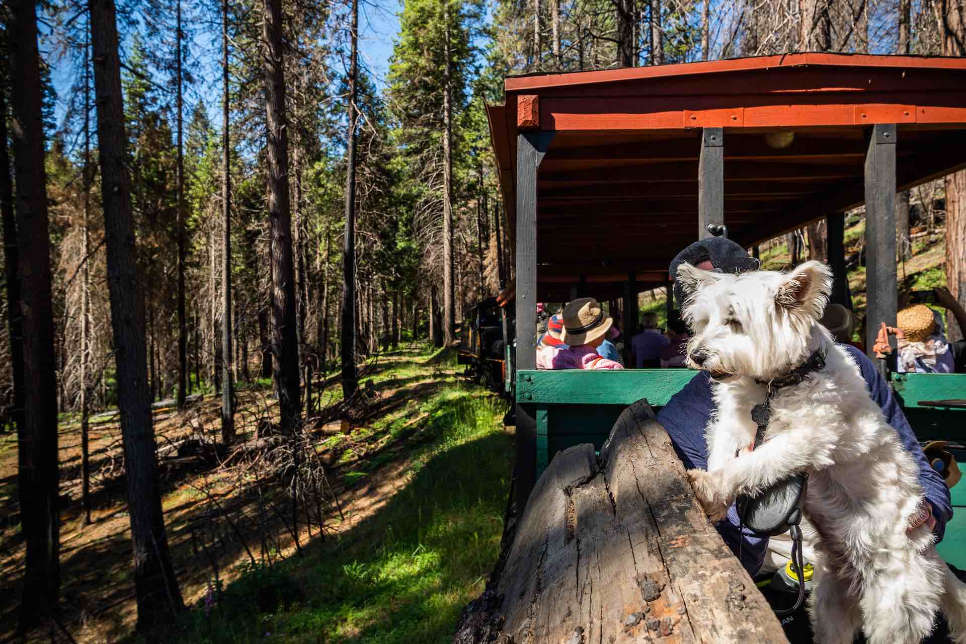 Yosemite Mtn. Sugar Pine Railroad. Photo by Tenaya Lodge-Delaware North Companies.