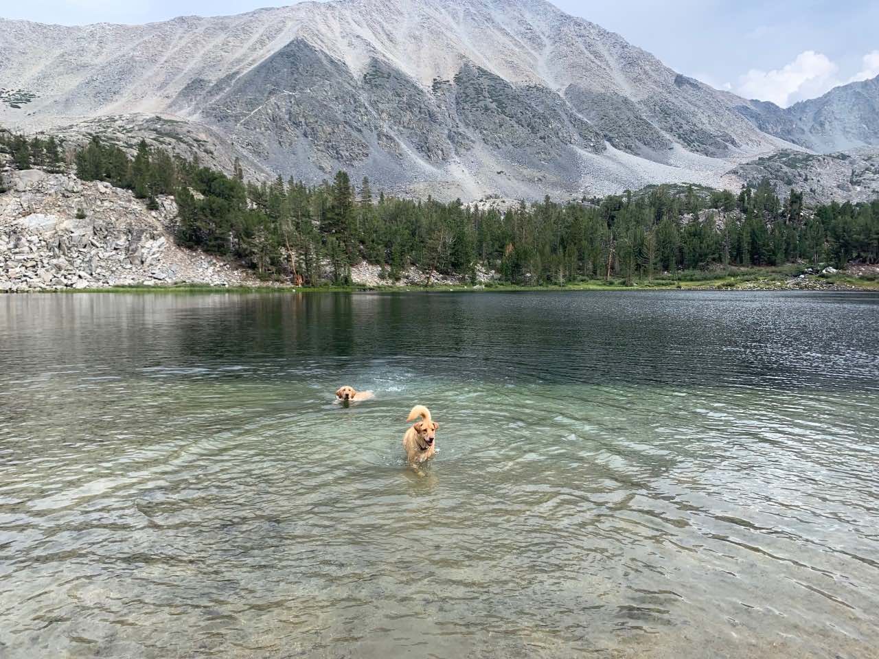 Bailey & Maddie swimming in the Eastern Sierra. Photo by Genessa Hager.