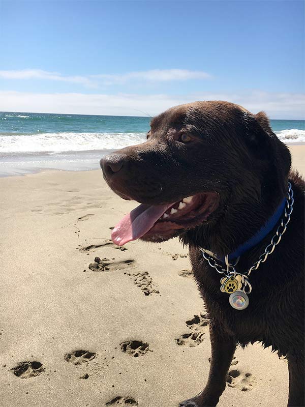 Ranger at Marina Dunes Preserve. Photo Credit: Lisa Hernandez