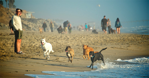 Huntington Beach Dog Beach. <br/> Photo Credit: Jake Schultz (Visit HB)