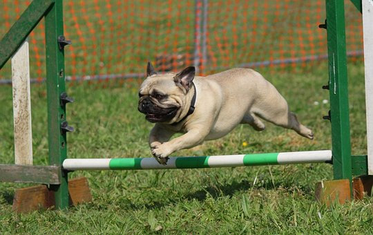dog jumping over pole