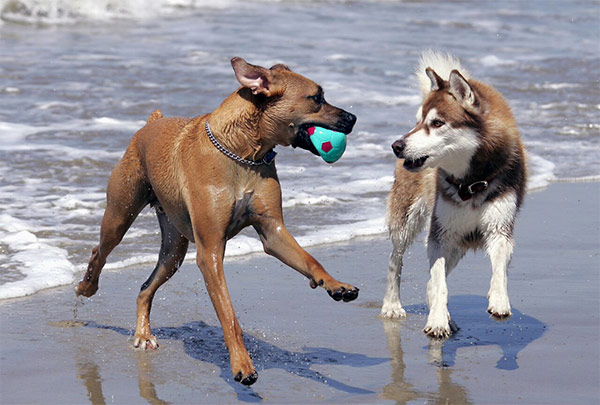 Dogs playing at Dog Beach, Huntington Beach
