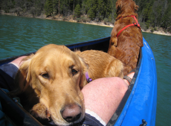 Dogs in canoe