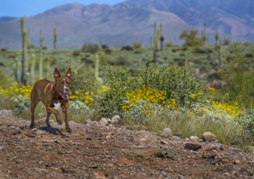 Dog in the desert