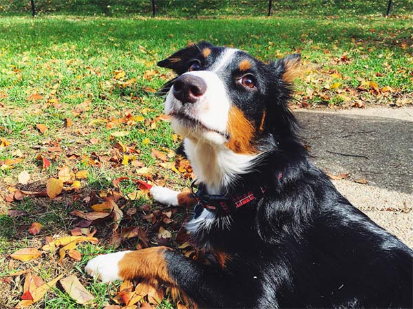 Dog lounging on grass