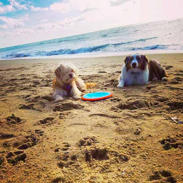 Ulu & Bodhi at Huntington Beach Dog Beach