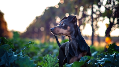 Dogs in the Vineyards - Dog Photo