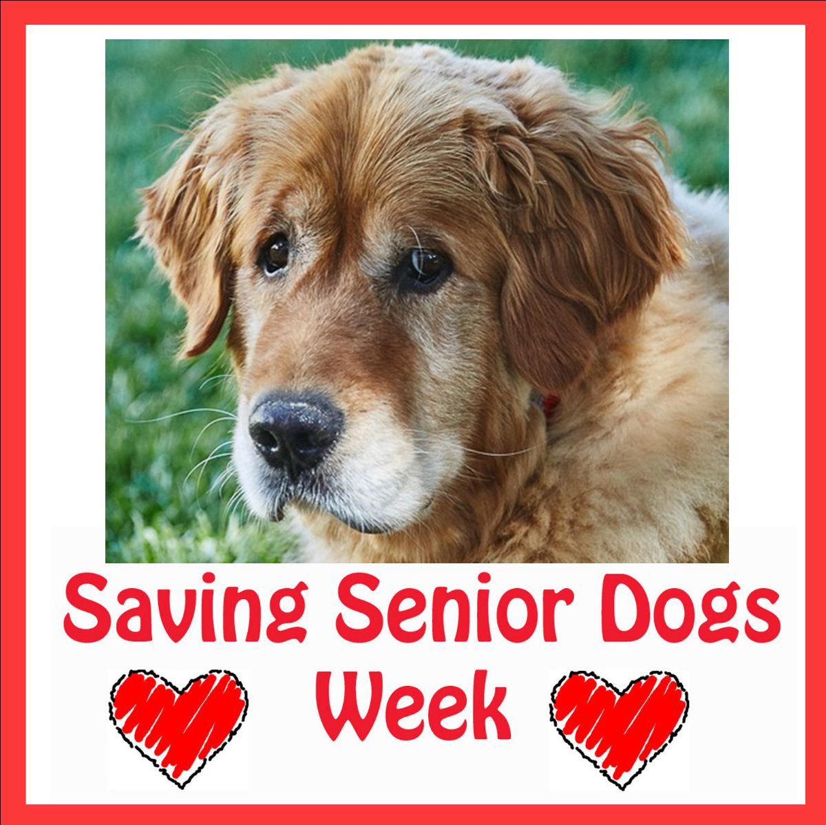 Saving Senior Dogs Weel
