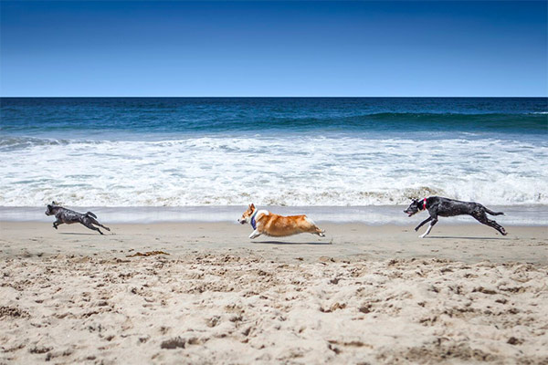 Huntington Dog Beach dogs at play