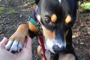 Dog looking for a forever family