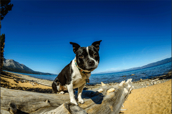 Kiva Beach dog