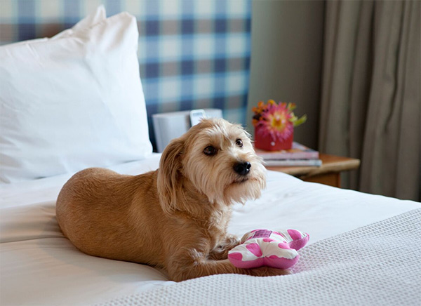 Dog enjoying the Shorebreak Hotel