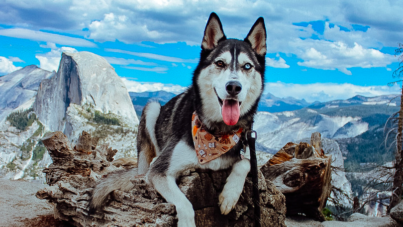 Dog in Mountains